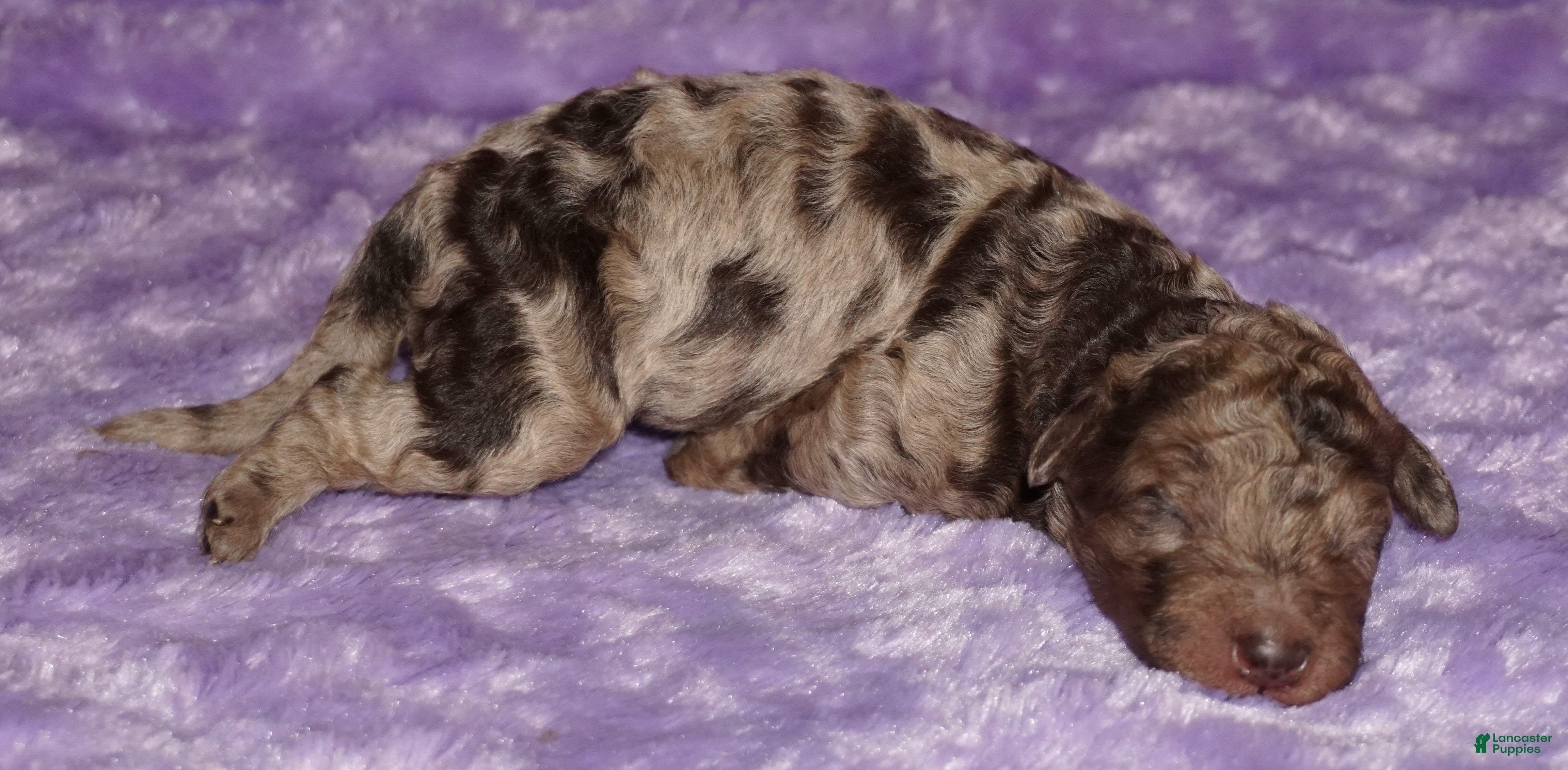 Merle Labradoodle Puppies for sale Lancaster Puppies