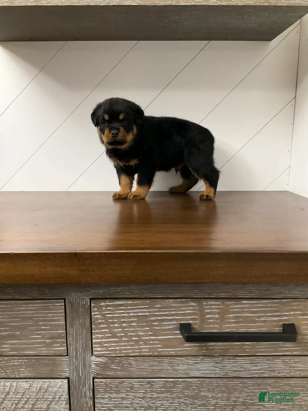 Rottweiler dogs for sale: Rottweiler Puppy 2 - Ad 6