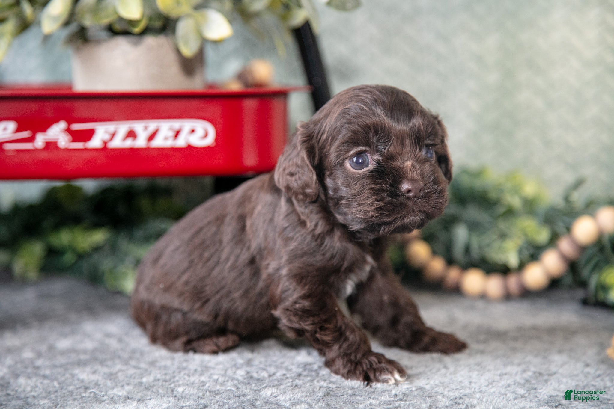 Cocker Spaniel dogs Marney - Ad 2