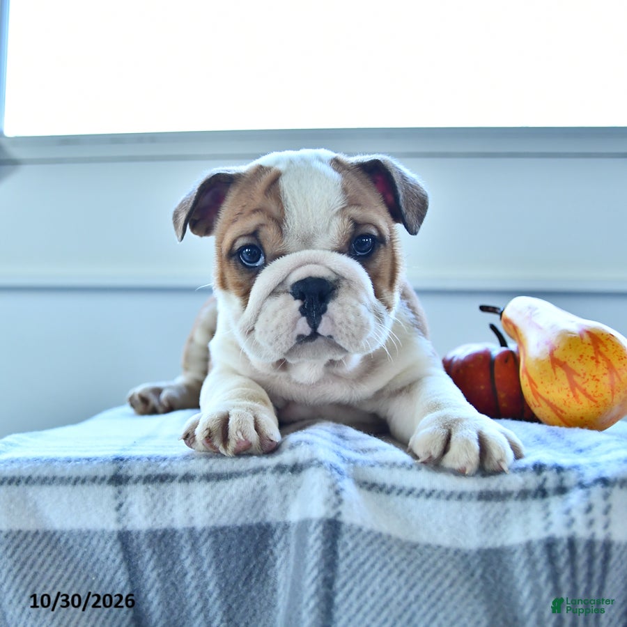 English Bulldog dogs for sale: Mason - Ad 1