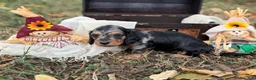 Miniature Dachshund dogs for sale: SILKY DAPPLE  - Ad 7