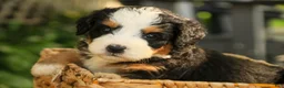 Mini Bernedoodle dogs for sale: Mercedes Mini Bernedoodle  - Ad 6