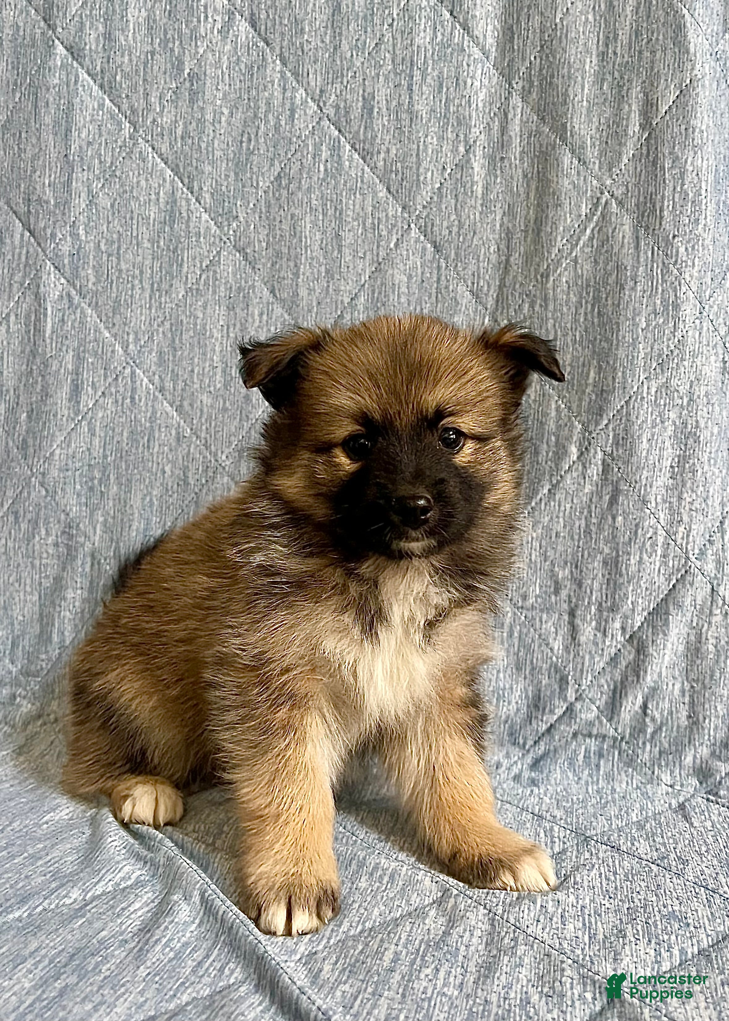 Pomsky dogs Clay - Ad 1