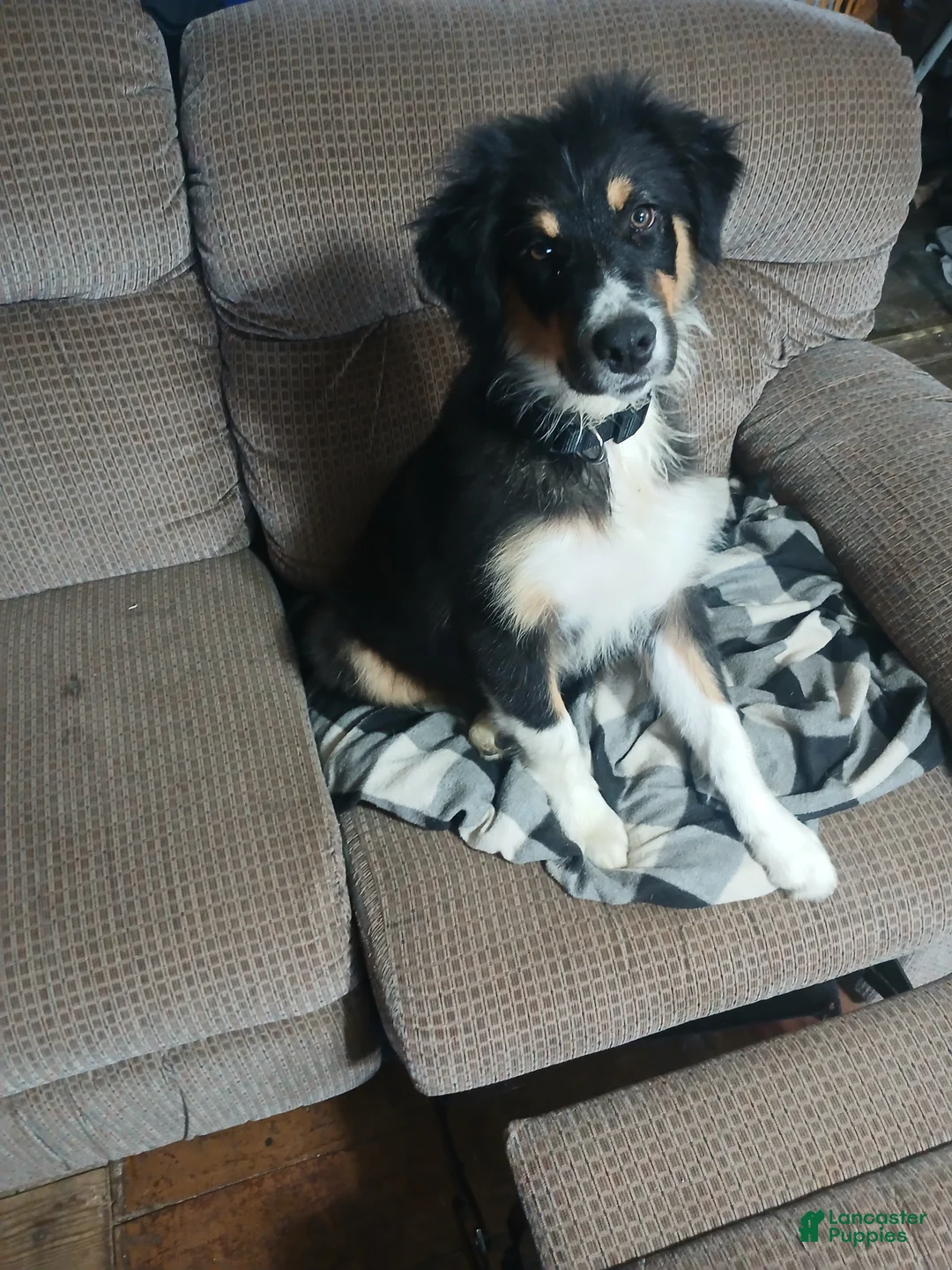 Australian Shepherd dogs for sale: Australian Shepherd Puppy Rip - Ad 1