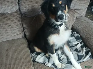 Australian Shepherd dogs Australian Shepherd Puppy Rip - Ad 31