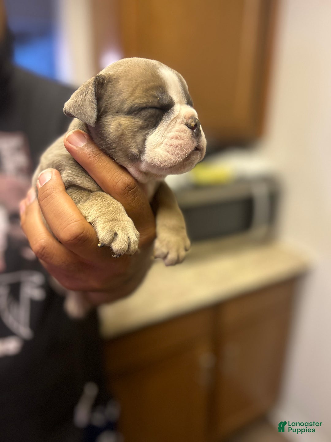 English Bulldog dogs for sale: Georgia - Ad 3