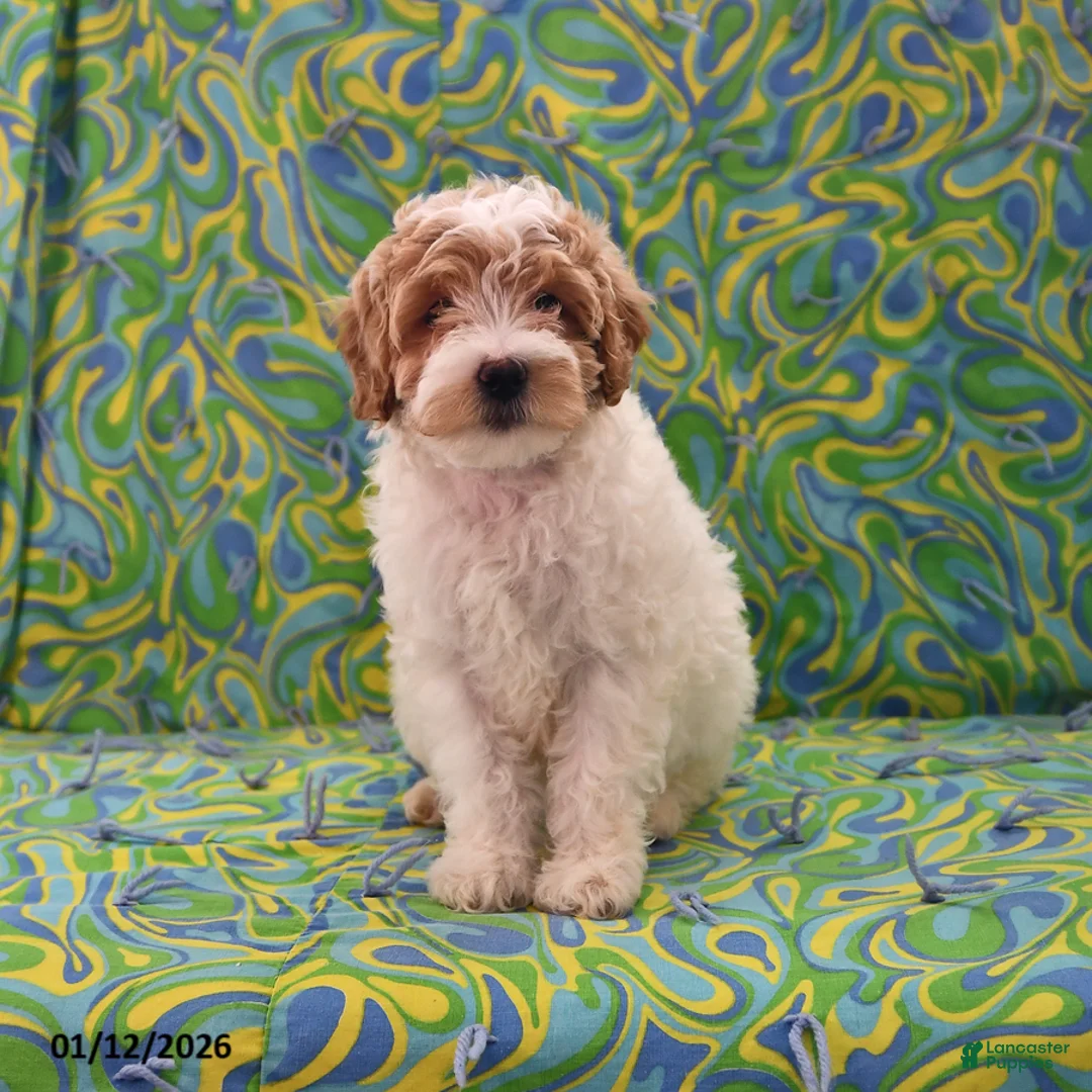 Goldendoodle dogs for sale: Maggie - Ad 2