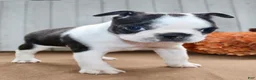 Boston Terrier dogs for sale: Crystal Female Boston Terrier - Ad 2