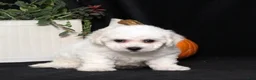 Bichon Frise dogs for sale: Lilly - Ad 3