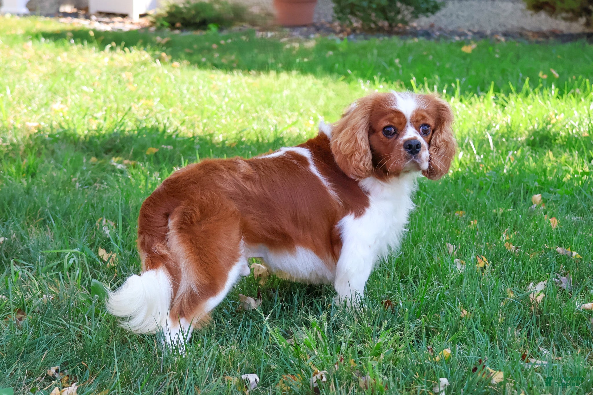 Cavalier King Charles Spaniel dogs Rambo  - Ad 24
