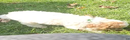 Miniature Poodle dogs for sale: Louie- Potty and crate training Parents Health Tested  - Ad 7