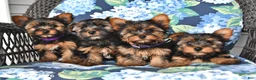 Yorkshire Terrier dogs for sale: Cathy - Ad 5