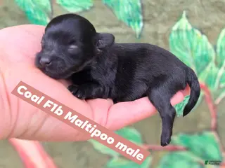 Maltipoo dogs Coal - Ad 10