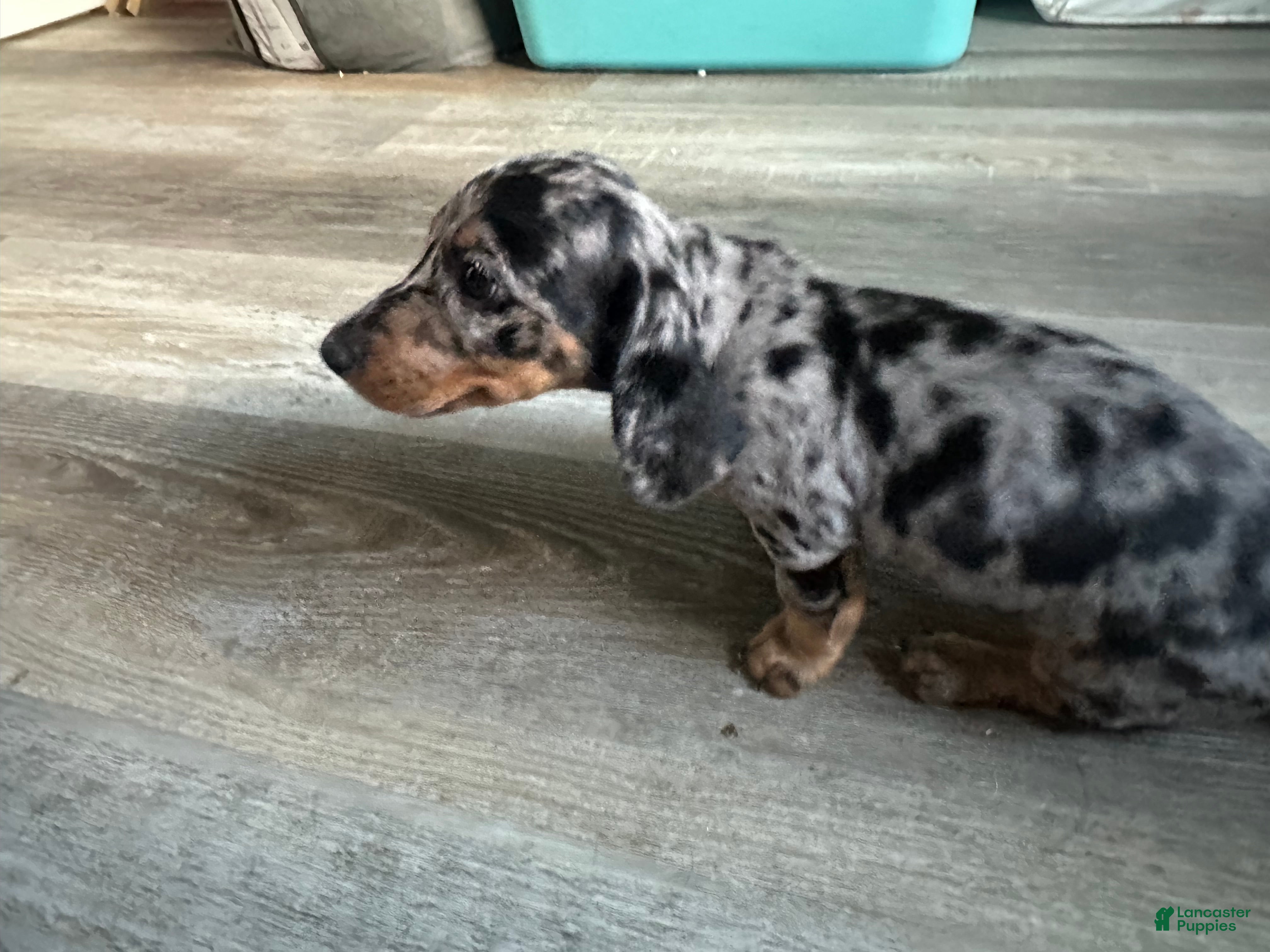 Miniature Dachshund dogs Maddie - Ad 2