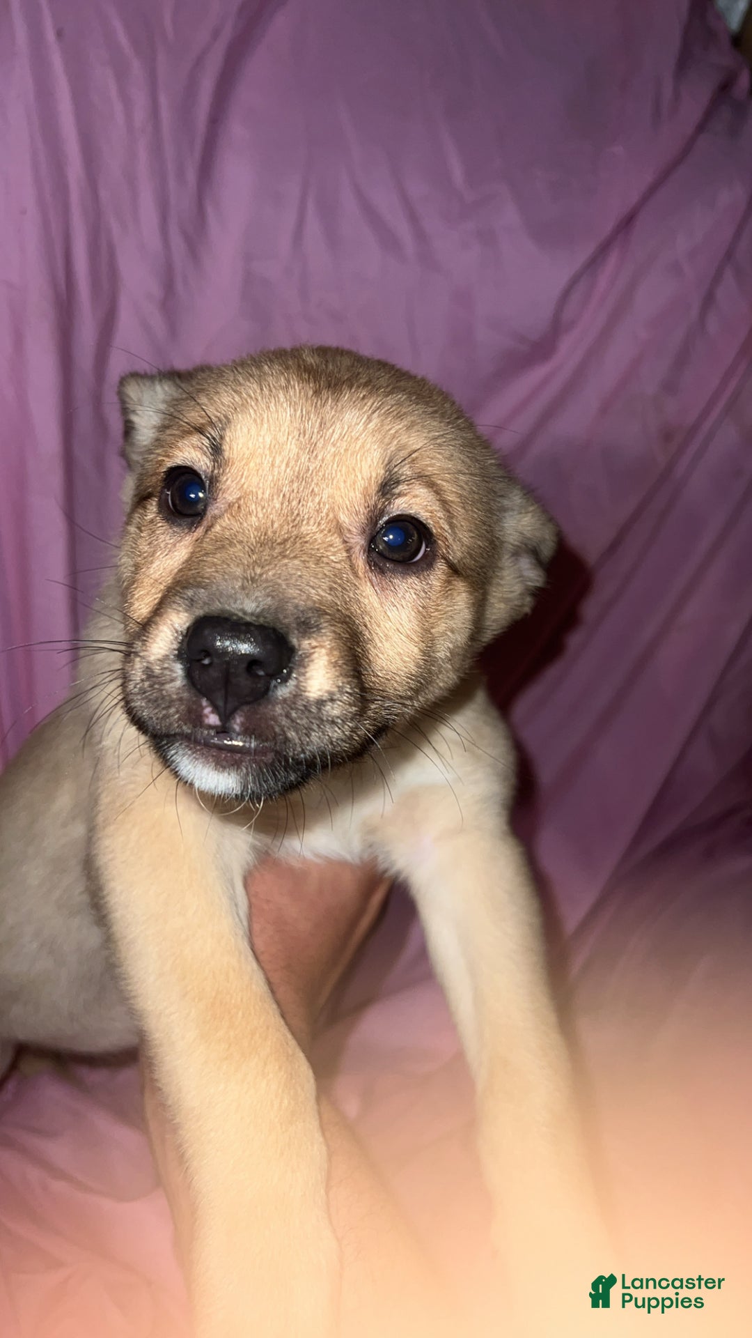 Mixed Breed dogs for sale: Girl 2 - Ad 7