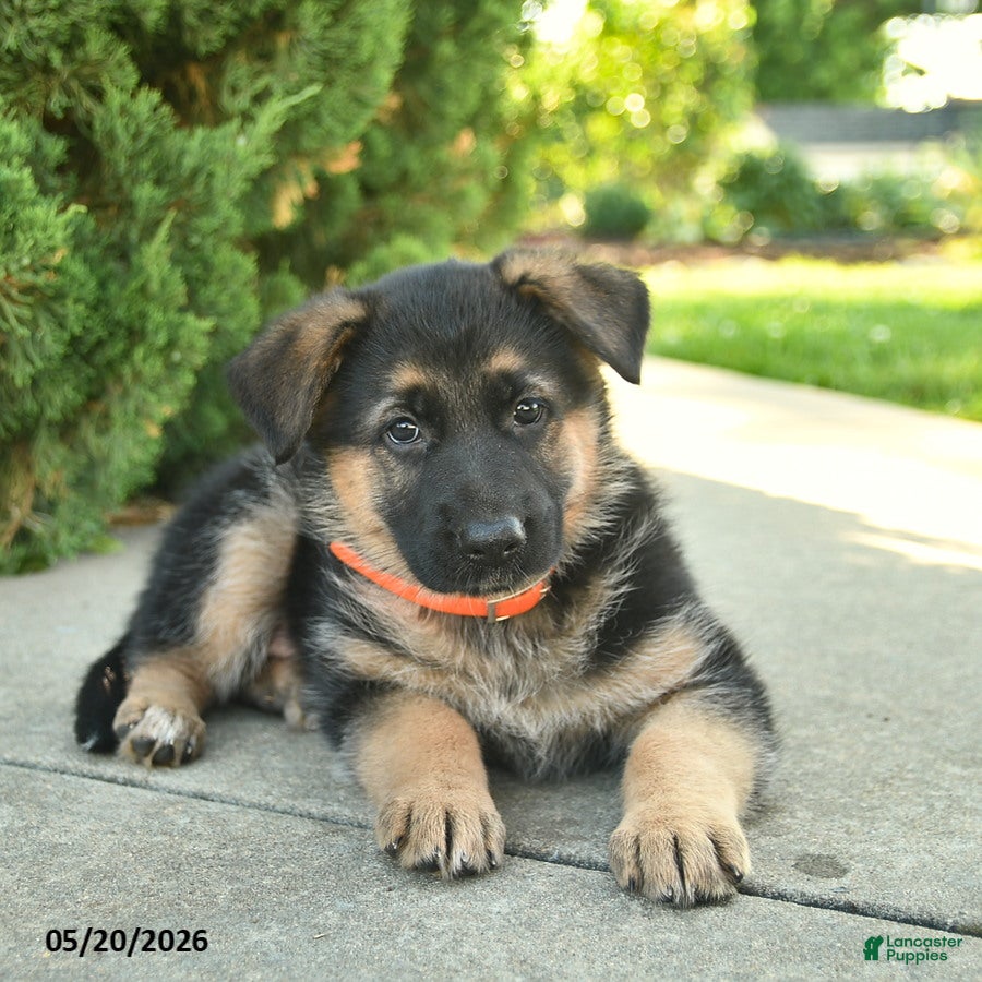 Mixed Breed dogs Rose  - Ad 2