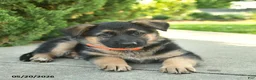 Mixed Breed dogs for sale: Rose  - Ad 2