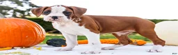Boxer dogs for sale: Oxford Boxer - Ad 1