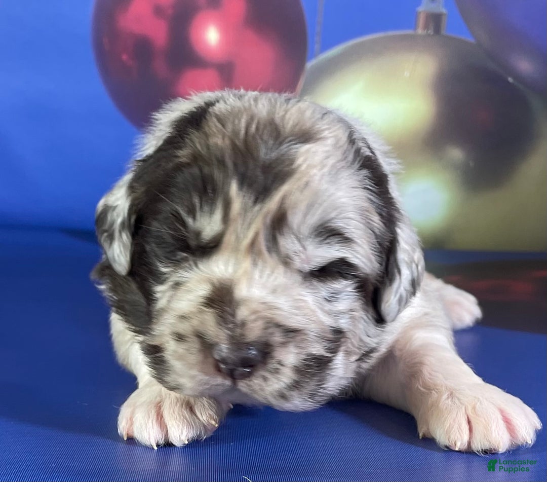 Mixed Breed dogs for sale: Studdly OFA DNA  - Ad 6