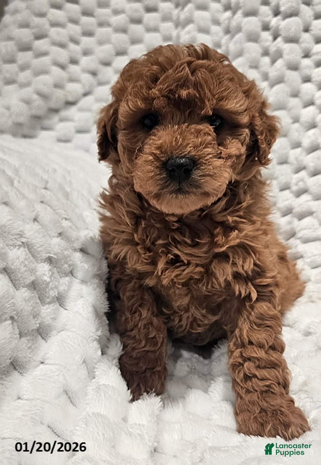 Mini Goldendoodle dogs for sale: Daisy - Ad 1