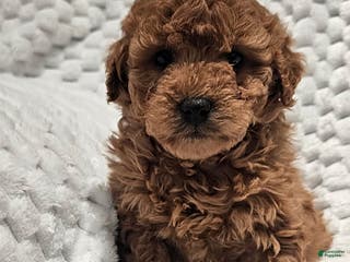 Mini Goldendoodle dogs Daisy - Ad 23