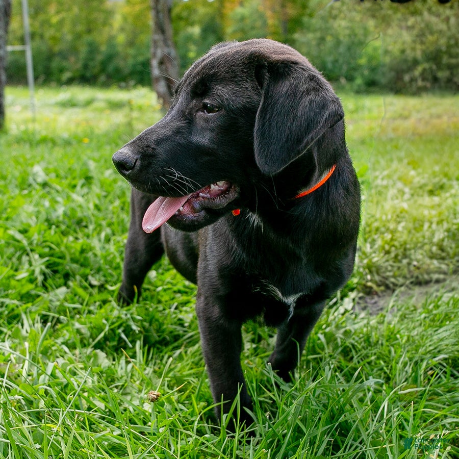 Mixed Breed dogs for sale: Jane female Shibador - Ad 4