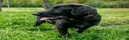 Mixed Breed dogs for sale: Jane female Shibador - Ad 1
