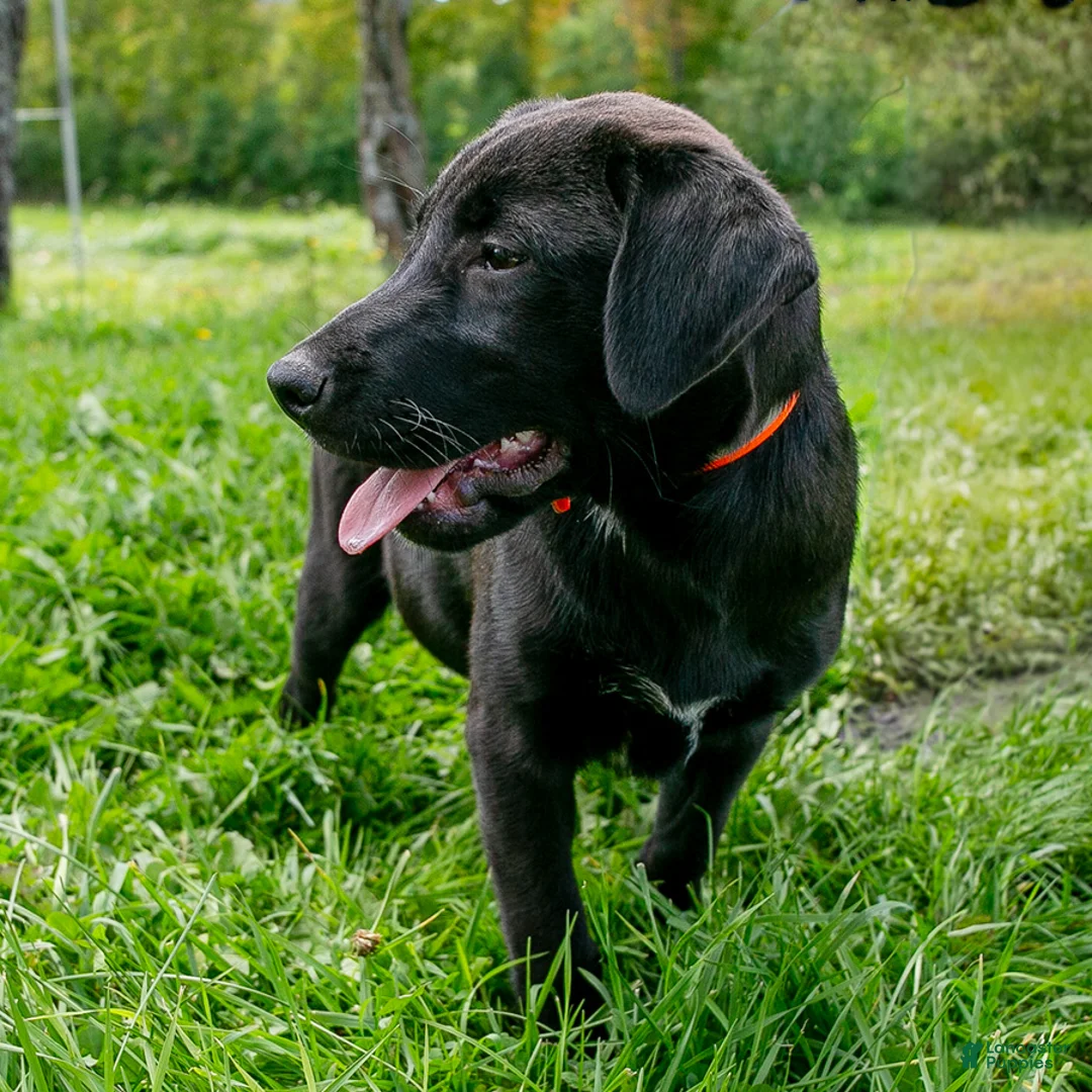 Mixed Breed dogs for sale: Jane female Shibador - Ad 1