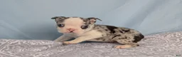 Boston Terrier dogs for sale: Bluey - Ad 4