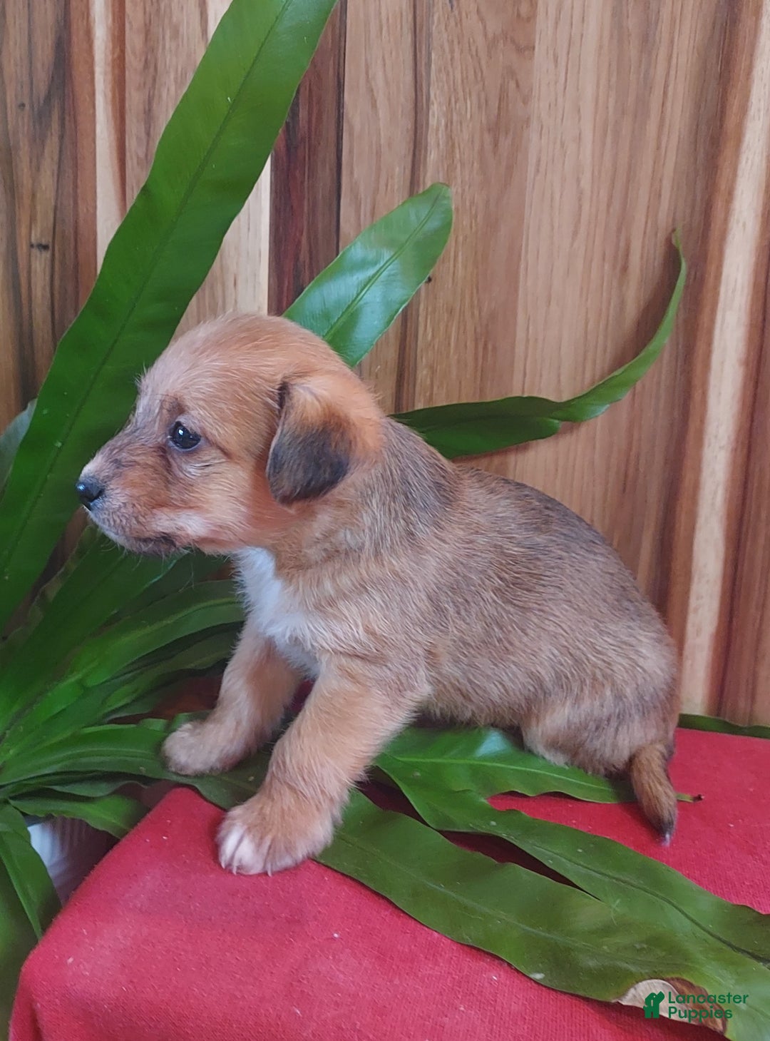 Jackapoo dogs for sale: Percy - Ad 5