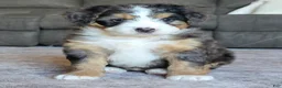Mini Bernedoodle dogs for sale: Mini Bentley  - Ad 14
