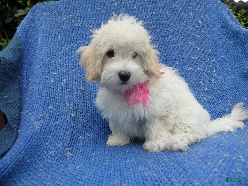 Maltipoo dogs Layla - Ad 17