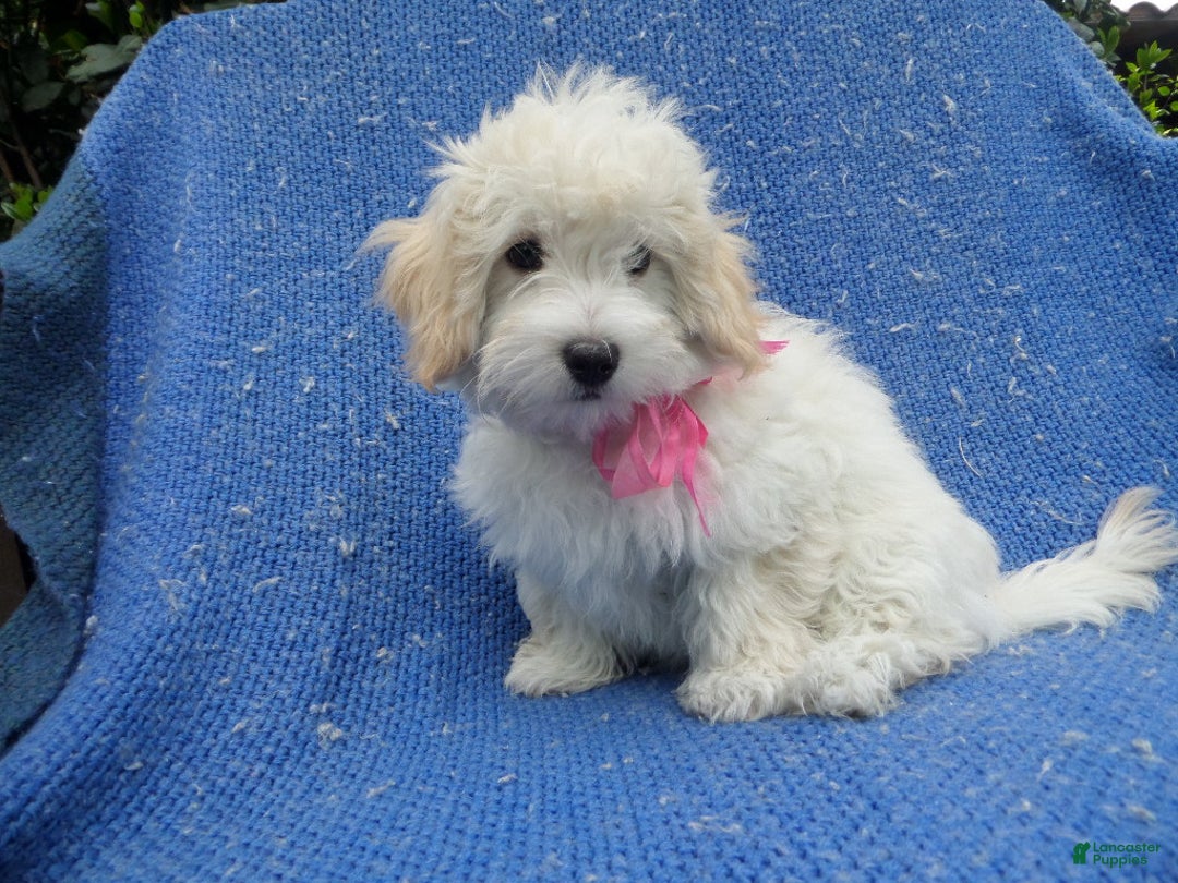 Maltipoo dogs for sale: Layla - Ad 1
