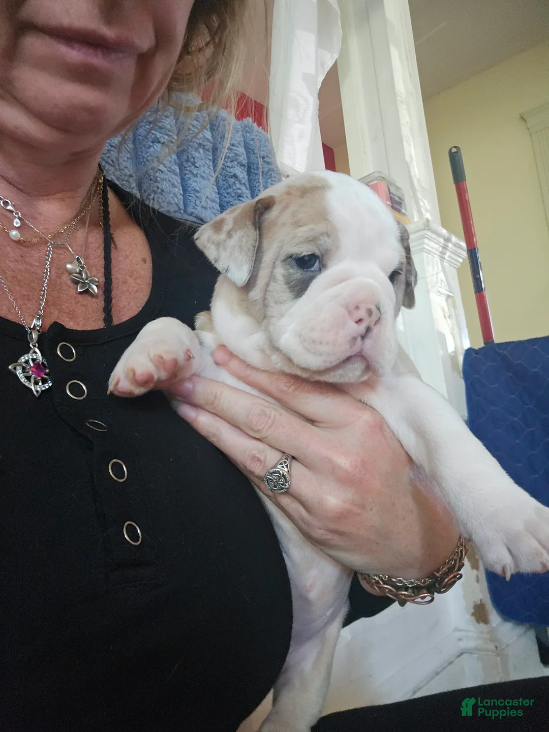 Olde English Bulldogge dogs for sale: Olde English Bulldogge 9 - Ad 1