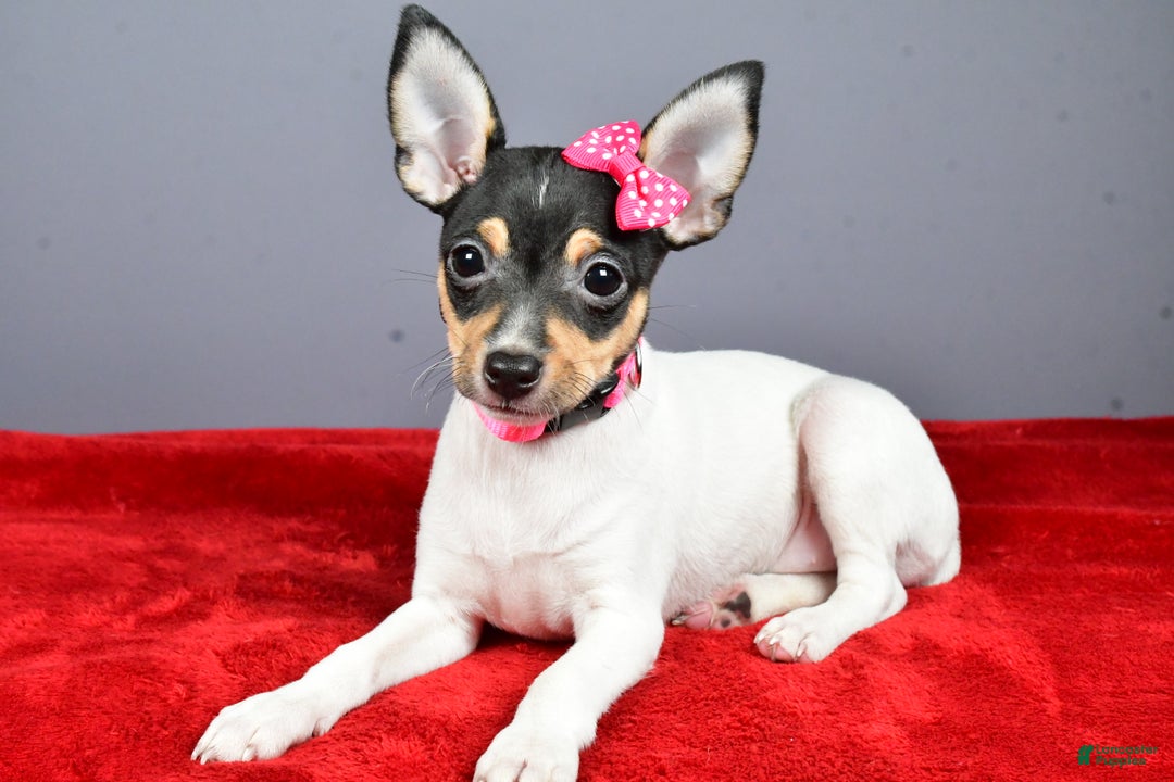 Toy Fox Terrier dogs for sale: Lexi - Ad 4