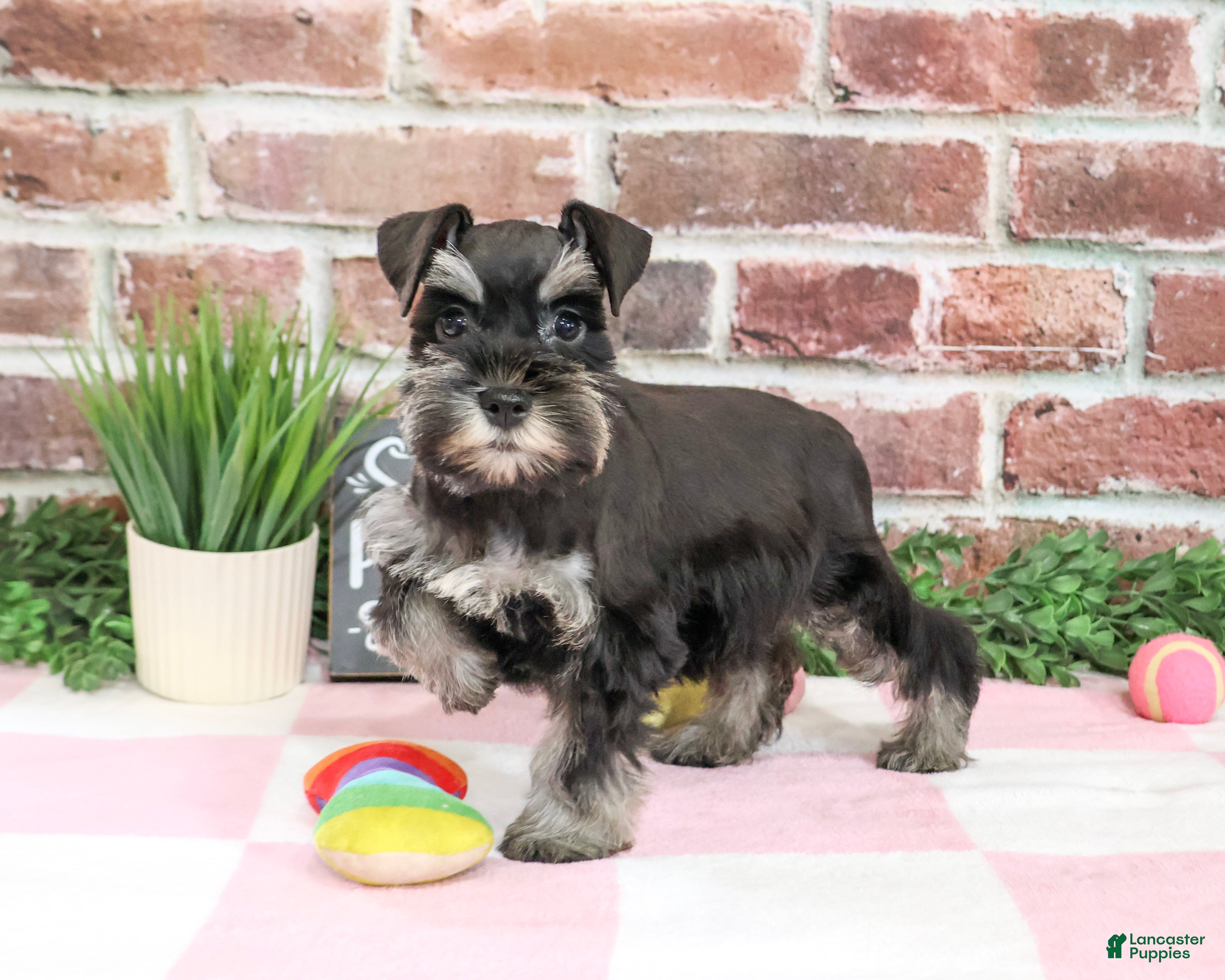 Trina (Miniature Schnauzer, Female) in Syracuse, IN