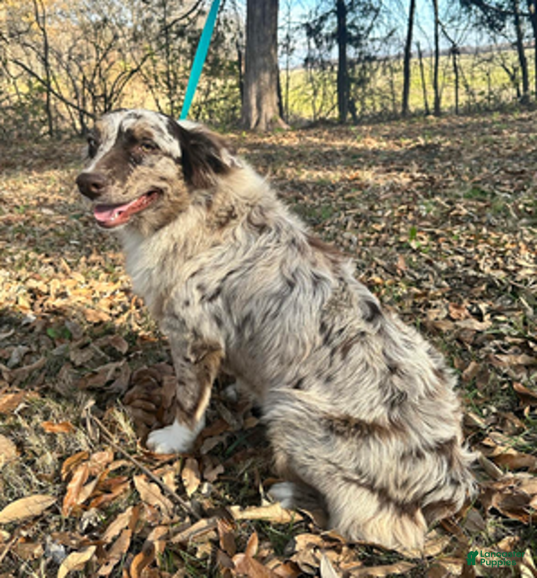 Aussiedoodle dogs for sale: Chocolate girl 4 - Ad 6