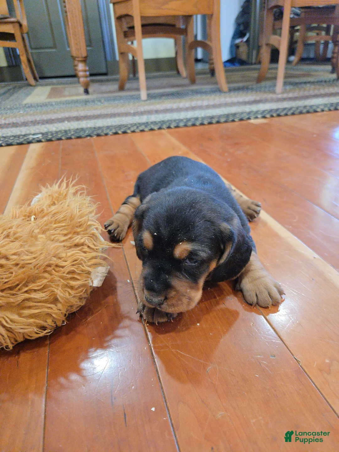 Basset Hound dogs for sale: Basset Hound Puppy 2 - Ad 2