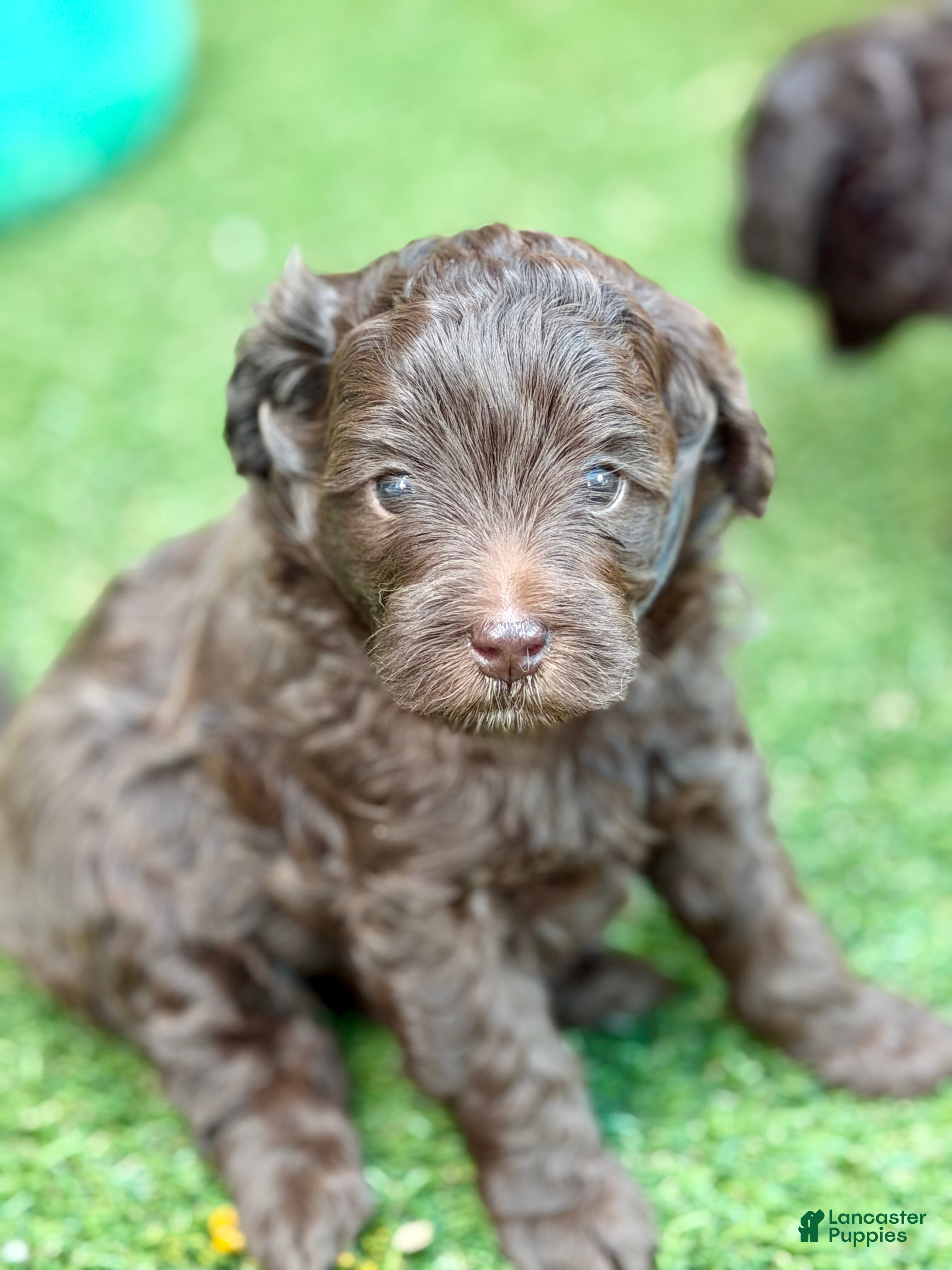 Goldendoodle dogs Girl 1 - Ad 1