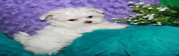 Maltese dogs for sale: Fannie - Ad 20