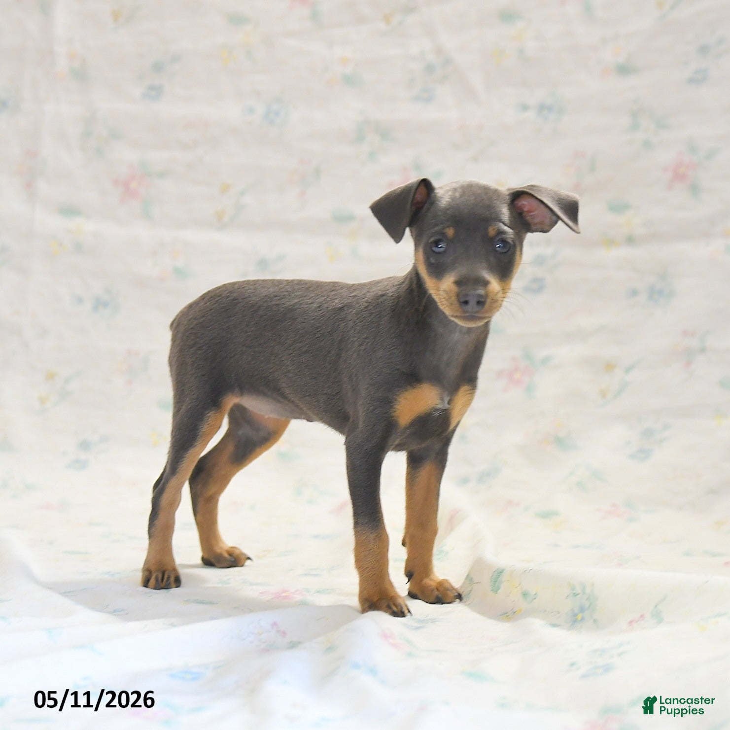 Miniature Pinscher dogs Phiona - Ad 2