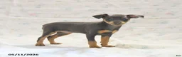 Miniature Pinscher dogs for sale: Phiona - Ad 2