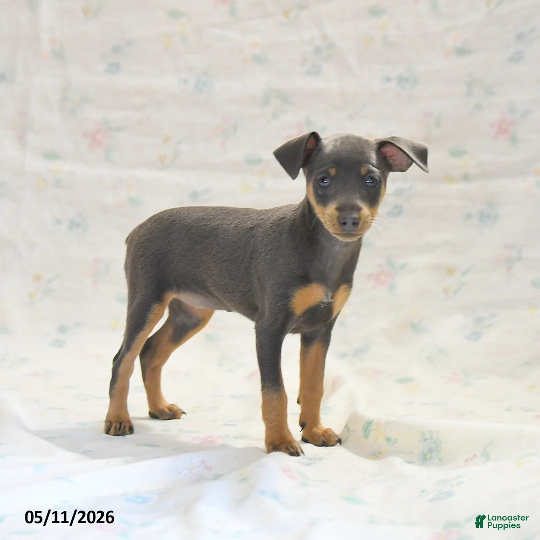 Miniature Pinscher dogs for sale: Phiona - Ad 2