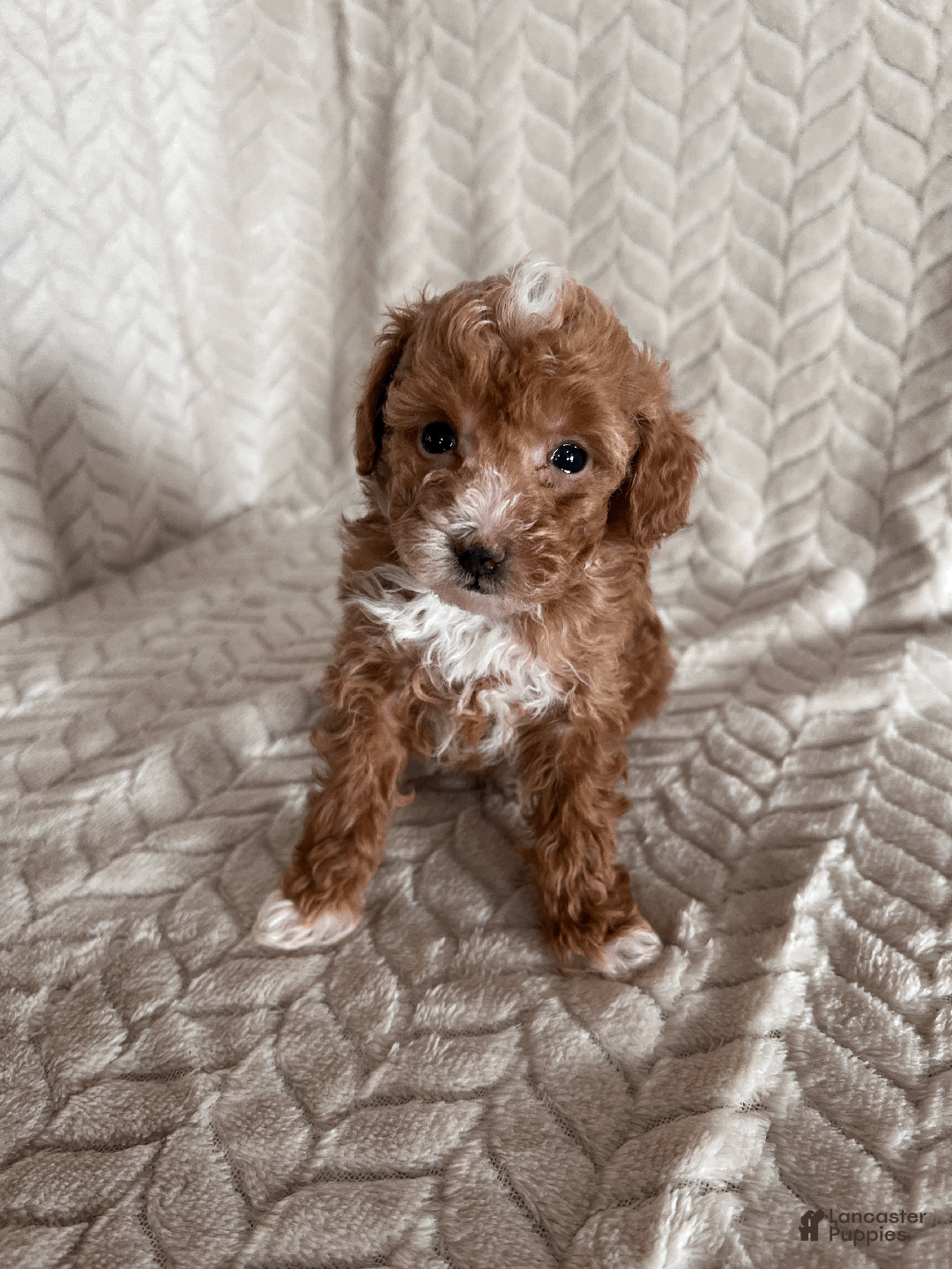Toy Poodle dogs for sale: Amber - Ad 2