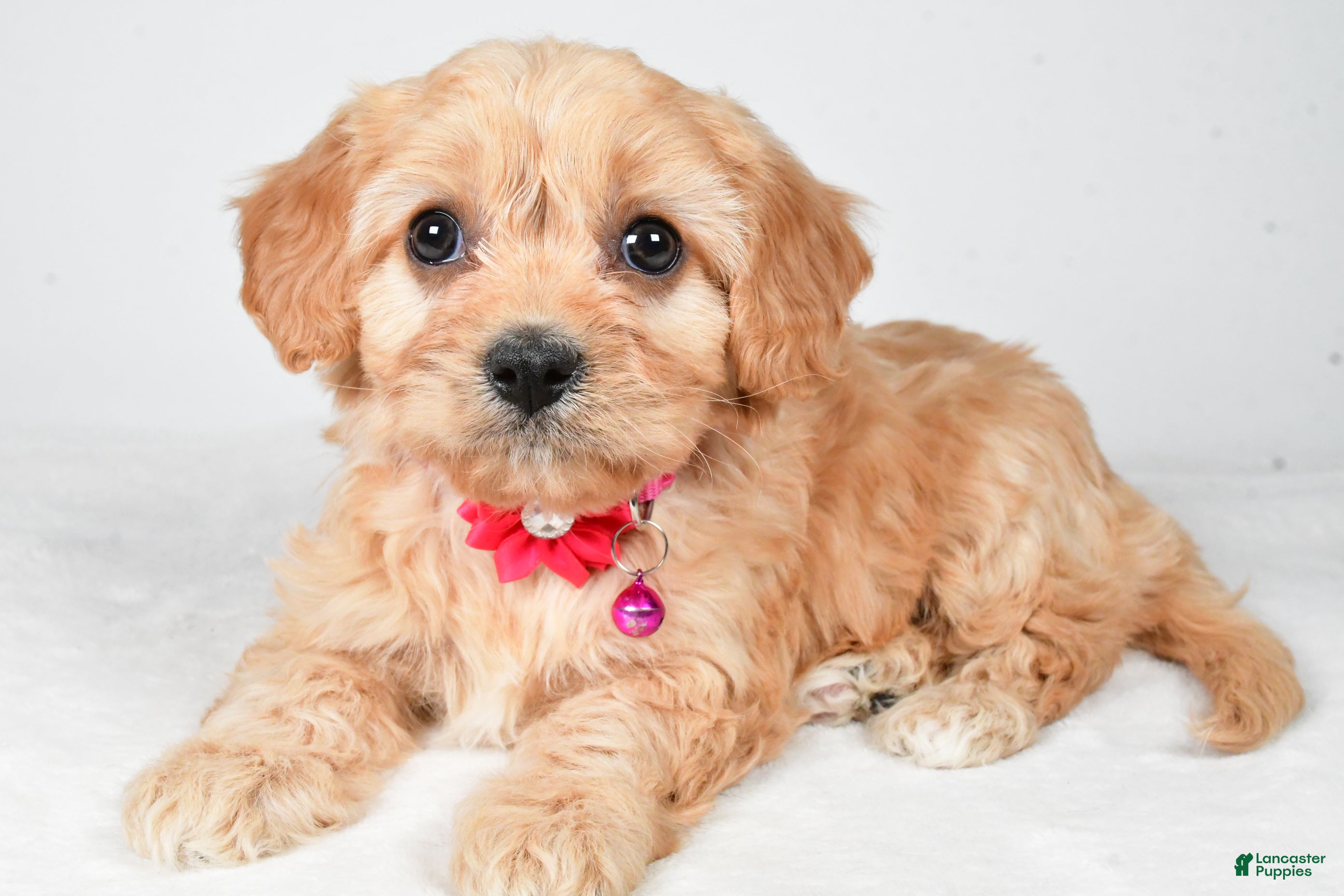 Cavachon dogs Gracelyn - Ad 24