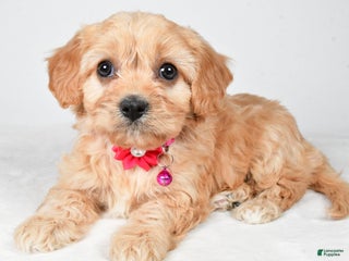 Cavachon dogs Gracelyn - Ad 41