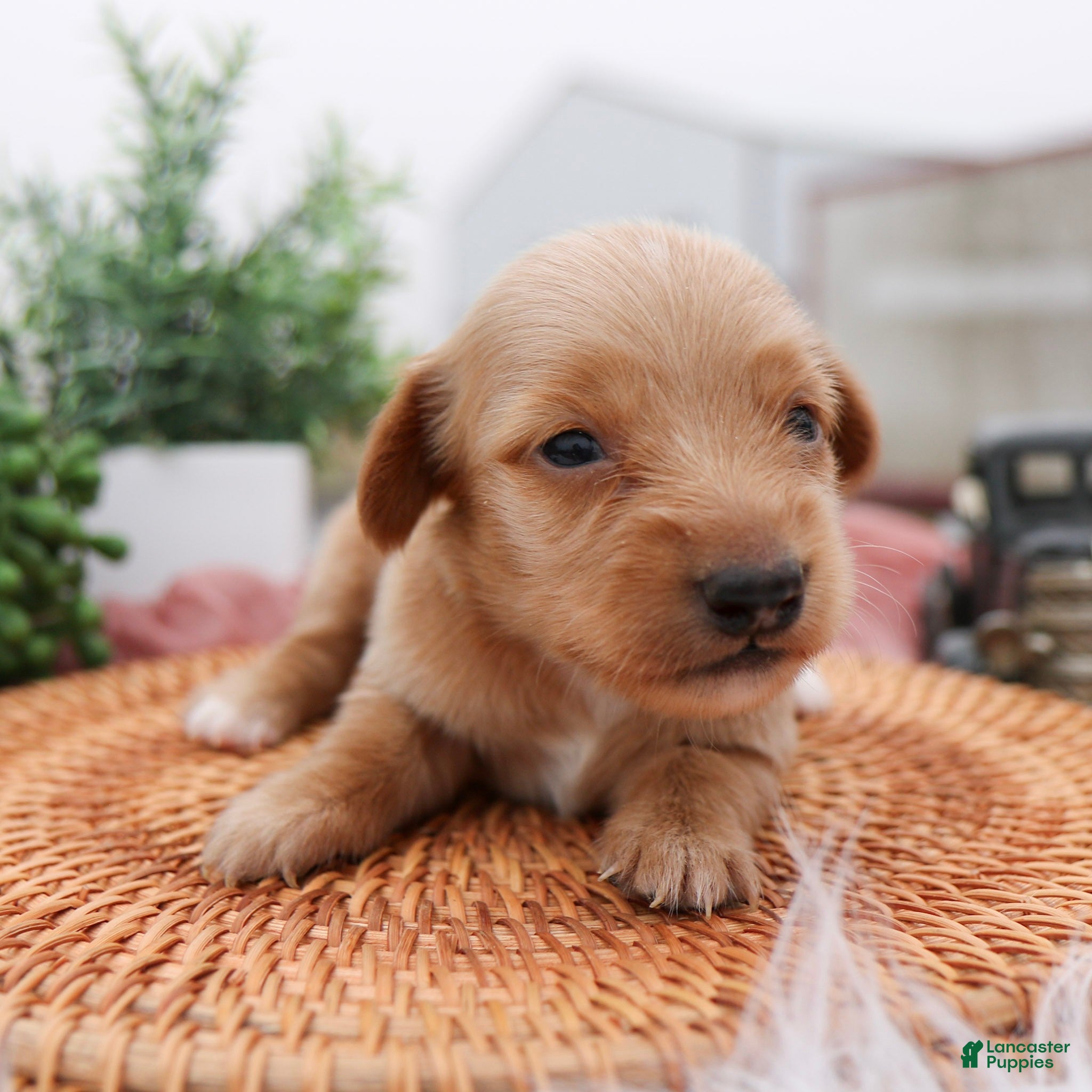 Miniature Dachshund dogs Paisley Miniature Dachshund Puppy  - Ad 1