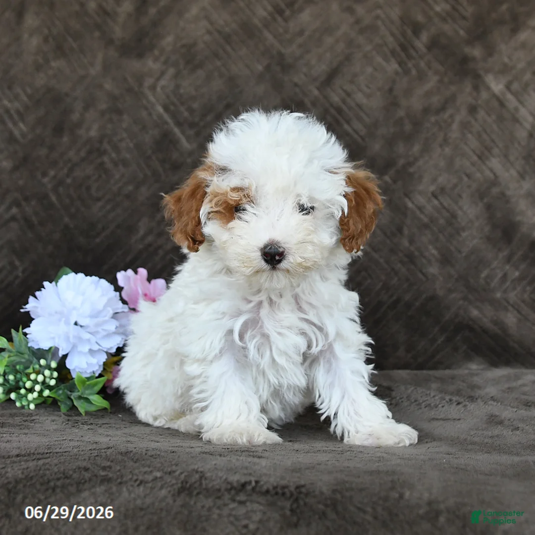 Toy Poodle dogs for sale: Sammy - Ad 2