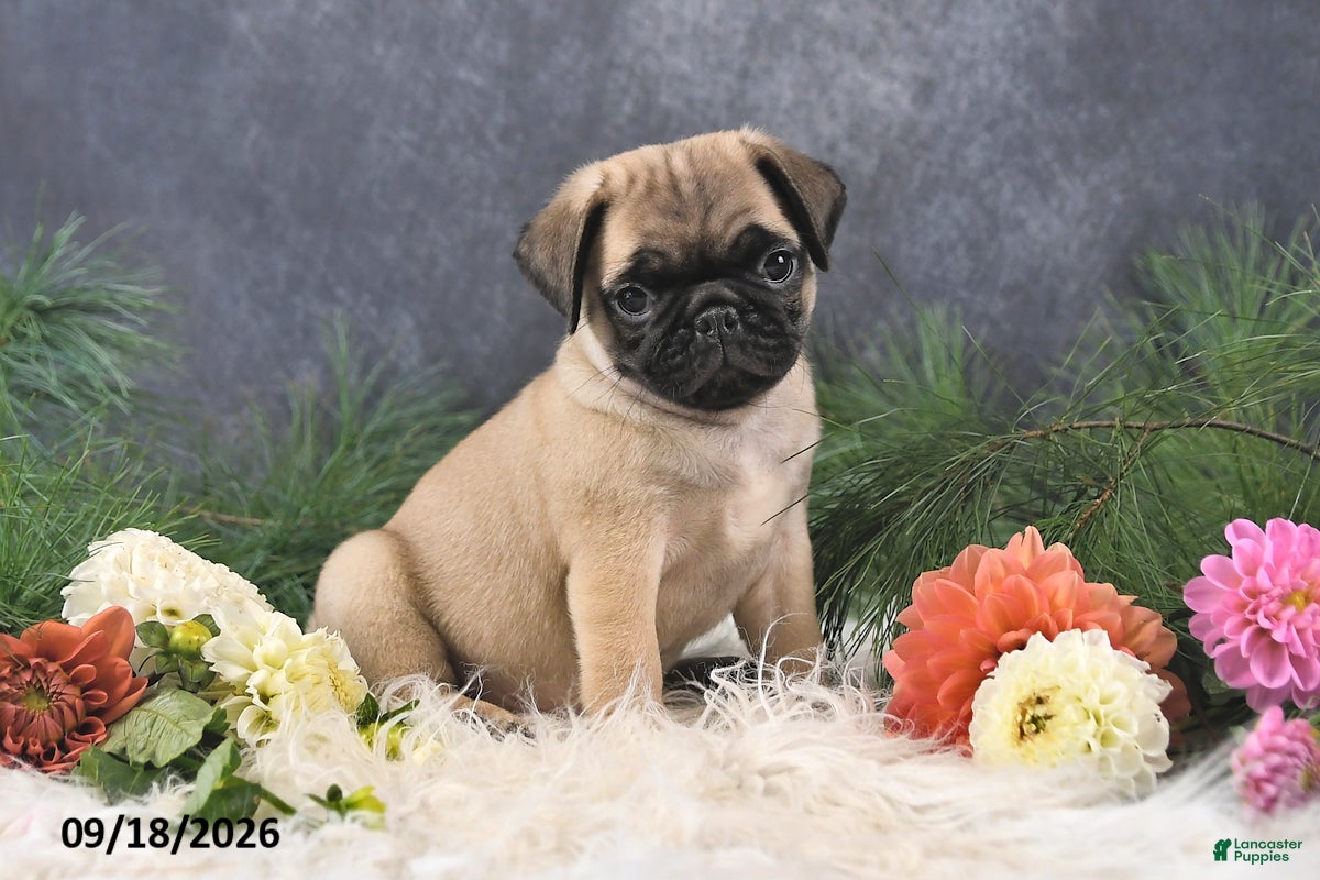 Pug dogs Nacho - Ad 2