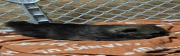 Pomeranian dogs for sale: Akc dolly  - Ad 3